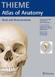 Wir führen keine orthoptik/sehschule für kinder. Thieme Atlas Of Anatomy Head And Neuroanatomy Pdf Free Pdf Epub Medical Books