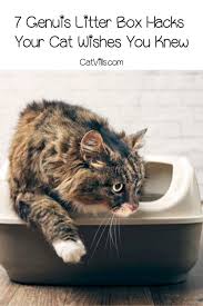 7 Litter Box Hacks I Wish I Had Known About Catvills In 2020 Litter Box Box Hacks Litter