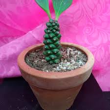 Image result for Monadenium friesii
