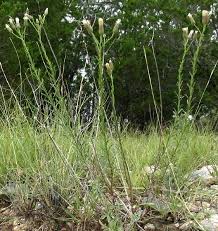 Image result for Microcharis remotiflora