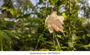 Image result for Hibiscus aponeurus