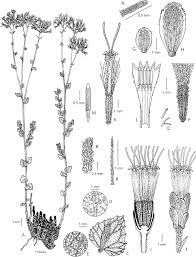 Image result for Stomatanthes