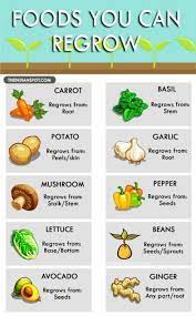 Grow Ideas Plants Scraps Trendy Vegetables How To Grow V Growing Vegetables Regrow Vegetables Home Vegetable Garden