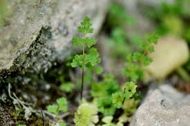 Image result for Anogramma leptophylla