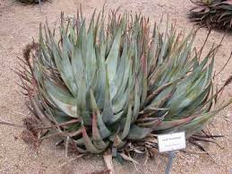 Image result for Aloe pienaarii