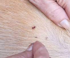 Apr 29, 2021 · examining your dog for fleas 1. How To Tell If Your Dog Has Fleas Hartz