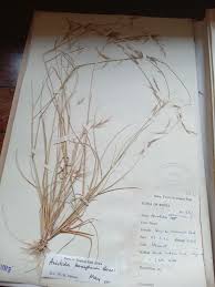 Image result for Aristida adscensionis