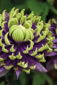 Image result for Clematis costata