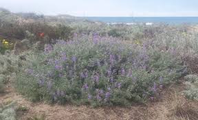 Image result for Schoenoplectus muricinux