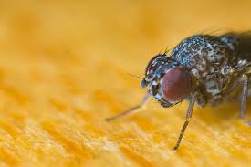Is the pest control material applied in a granular. Should You Do Your Own Pest Control Or Hire A Professional Commercial Cleaning Facility Services Should You Do Your Own Pest Control Or Hire A Professional