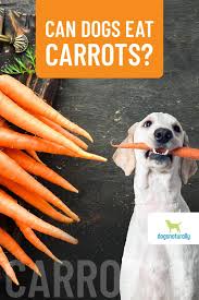 Cooked carrots are safe for your dog and puppy. Can Dogs Eat Carrots Pros And Cons Dogs Naturally In 2021 Can Dogs Eat Carrots Can Dogs Eat Hypoallergenic Dog Treats