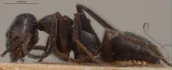 Image result for Formica fusca