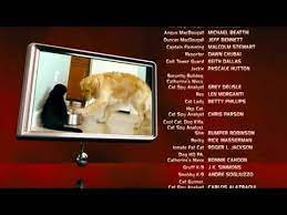 They don't learn from their surroundings in the same way. Cats Dogs They Made The Movie Youtube