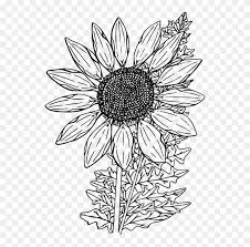 Free Free 68 White Sunflower Clipart Png SVG PNG EPS DXF File