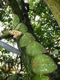 Hoya Imbricata Hoya Plants Unusual Plants Cacti And Succulents