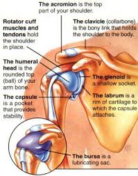 Rotator cuff shoulder muscles diagram. Pin By Angus Mayer On Shoulder Shoulder Anatomy Anatomy Medical Anatomy