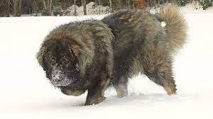 Black dolphin prison guard dogs. Caucasian Shepherd Brutal Russian Bear Dog Youtube
