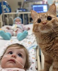 Healing comes with a furry friend by your side 🐕❤️ #puppyclub