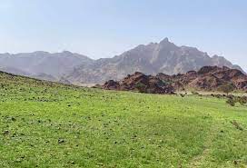 جبال وسهول المدينة تزدان بحلة خضراء بعد هطول الأمطار. ØµÙˆØ± Ø¬Ø¨Ø§Ù„ ÙˆØ³Ù‡ÙˆÙ„ Ø§Ù„Ù…Ø¯ÙŠÙ†Ø© ØªØ²Ø¯Ø§Ù† Ø¨Ø­Ù„Ø© Ø®Ø¶Ø±Ø§Ø¡ Ø¨Ø¹Ø¯ Ù‡Ø·ÙˆÙ„ Ø§Ù„Ø£Ù…Ø·Ø§Ø± ØµØ­ÙŠÙØ© Ø§Ù„Ù…ÙˆØ§Ø·Ù† Ø§Ù„Ø¥Ù„ÙƒØªØ±ÙˆÙ†ÙŠØ©