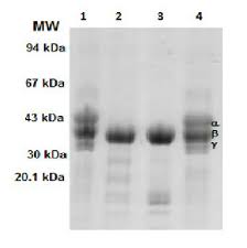 Fibrinogen degradation profile. Lane 1: Naja haje venom; lane 2:...