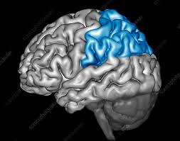 Image result for Parietal Lobe