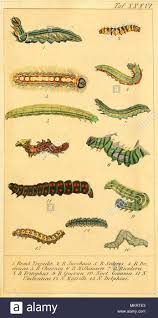 Vintage Art Chart Of Various Caterpillar Species Stock Photo