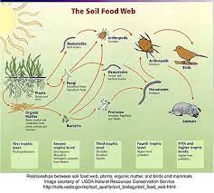 Food web, spatial, stable isotope, stomach contents, oyster reef, habitat. Soil Food Web Wikipedia