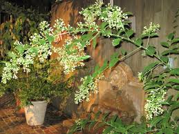 You can enjoy these fritters as a snack or serve it as a side dish with rice in lunch or dinner. The Thrill Of Night Blooming Jasmine When Food Works
