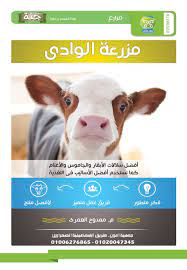 مزارع شركة مزرعتى مزرعة الوادى أفضل لاسلات الأبقار والجاموس و الأغنام كما نستخدم أفضل الأساليب فى التغذية 01006276865 animals cow buffalo