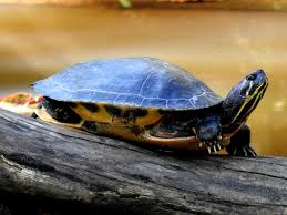 Image result for Pseudechinolaena