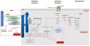 Kommt ins heimkino und gibt es. Cells Free Full Text Infection Of Mammals And Mosquitoes By Alphaviruses Involvement Of Cell Death Html