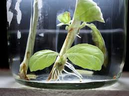 You can grow basil using cuttings or from seeds. How To Grow And Propagate Basil
