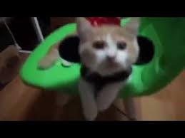 En Iyi 10 Komik Kedi Videolari Komik Kediler Youtube Kedi Esprileri Komik Kediler Kedi