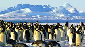 Antarctica // polar regions· wildlife location: Antarctica S Emperor Penguins Under Threat Due To Melting Ice Oceanographic Oceanographic