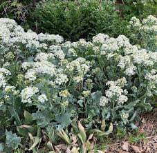 Image result for Crambe hispanica