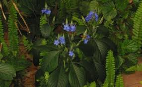 Image result for Eranthemum pulchellum