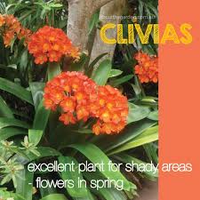 Including images for easy identification of these popular orange flowering plants. Shade Loving Clivias About The Garden Magazine