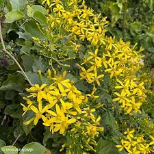 Image result for Secamone delagoensis