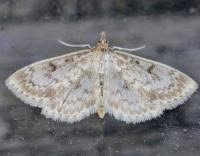 Image result for Anania perlucidalis