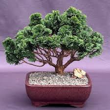 Image result for Cynorkis buchananii