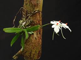 Image result for Indigofera monantha