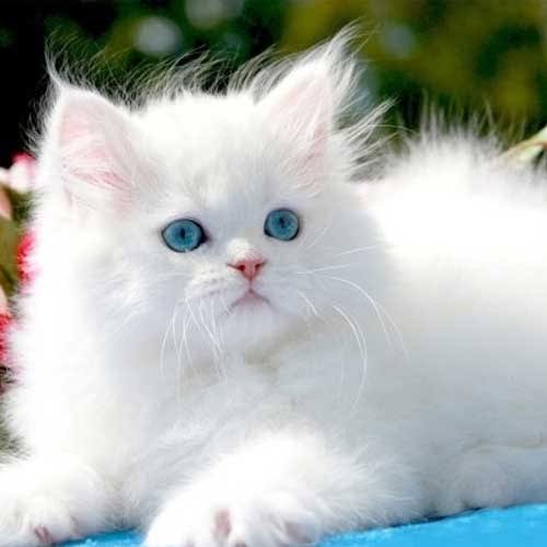 Buy White Persian Kitten for Sale in Pakistan 2023- Taj Birds