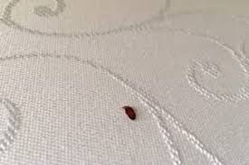Poisons can cause the mice to die inside your walls, where their decaying bodies. Our Blog Bugs Rodents Pests Best Pest Control Billings Montana