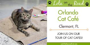 Orlando cat café is florida's first cat cafe. Lola On The Road Orlando Cat Cafe Clermont Fl Lola The Rescued Cat