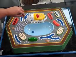 We did not find results for: Plant Cell Structure Youtube