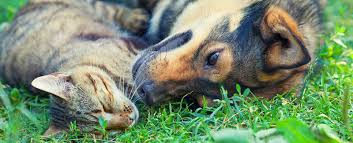 Our experienced staff and specialized equipment enable us to handle a wide range of medical and surgical conditions. Veterinarians In Oakland Ca Vca Bay Area Animal Hospital