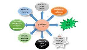 An Overview Of Damaging Effects Due Silver Nitrate Agno3 And Download Scientific Diagram