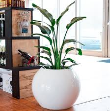 Choosing indoor plant pots can feel overwhelming. Best Pots For Indoor Plants Top 10 Indoor Planters Pots Planters More