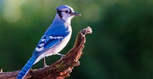 We did not find results for: Blue Jays Are A Bird Watchers Favorite Lyric Wild Bird Food