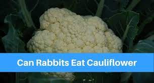 Yes, but not too much Can Rabbits Eat Cauliflower Petsolino